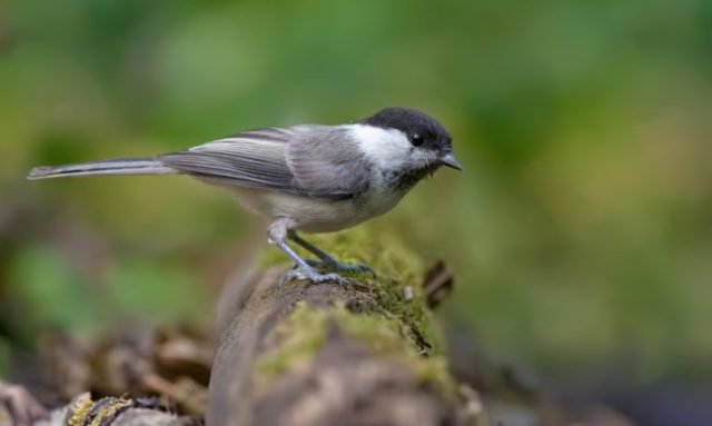 willow tit
