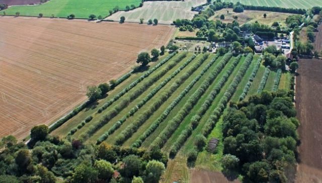 Trees integrated into a productive farmed landscape. Jeremy Gugenheim