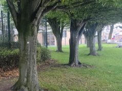 trees lancs county council