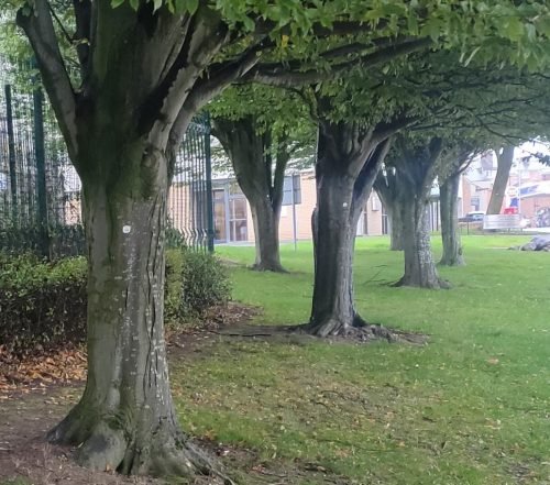 trees lancs county council