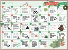 forestry england christmas tree