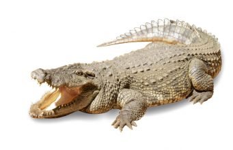 crocodile