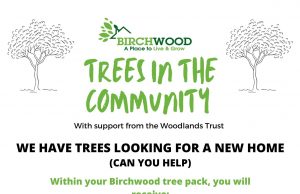 trees birchwood